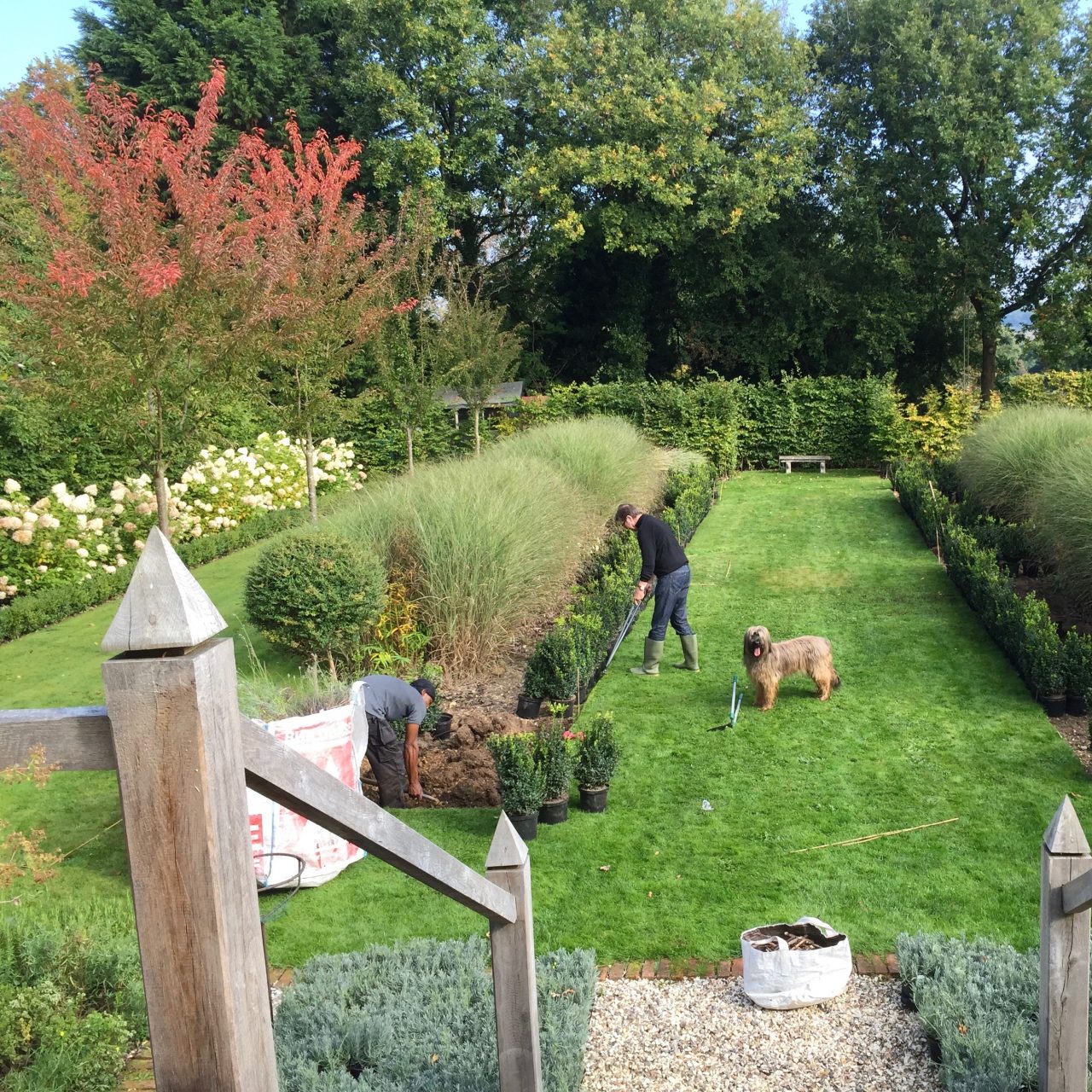 Work underway in my own garden here in Buckinghamshire laying out formal beds, topiary, grasses & hydrangea limelight