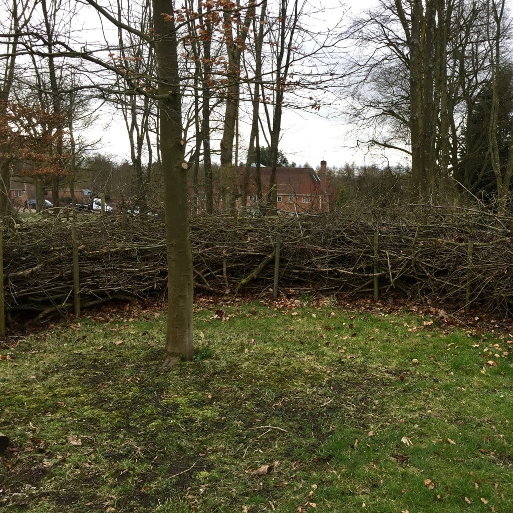 This is an eco hedge for a woodland garden. It provides a home for hedgehogs & creates a lovely structure & wind break around this small oak tree