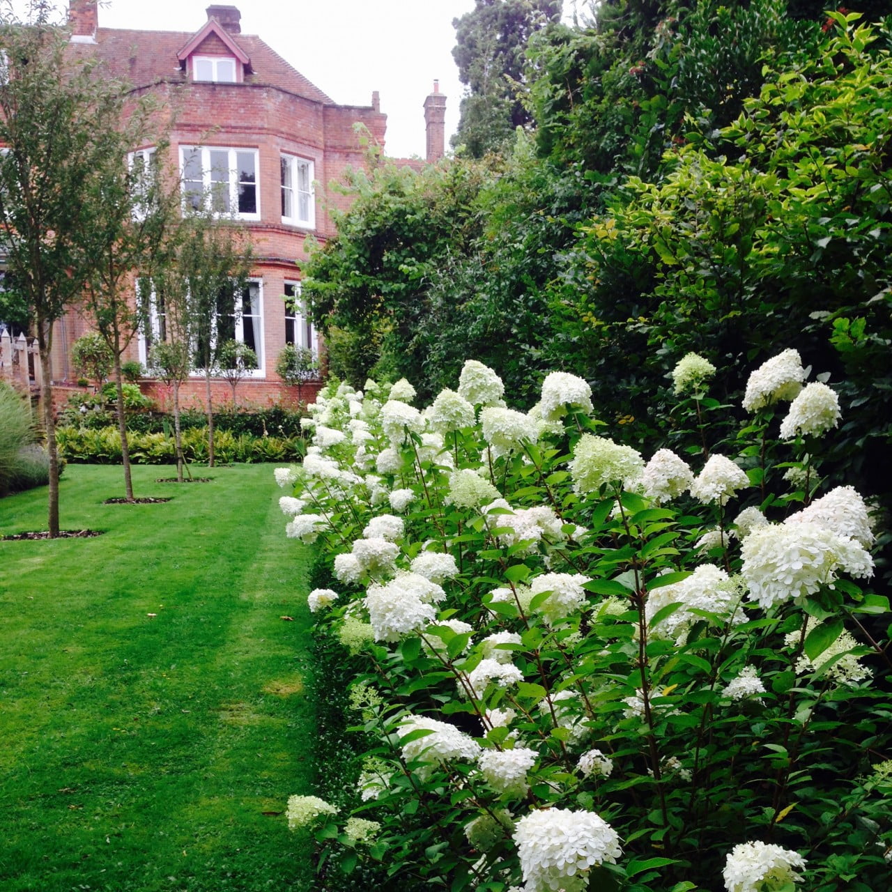 This is our large garden with mass planting of hydrangea limelight down the boundary for lovely fresh lime green colour