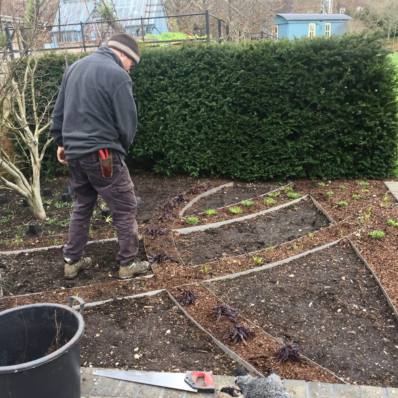 Work in progress planting out a contemporary garden for my clients in Buckinghamshire. It will be a gravel garden