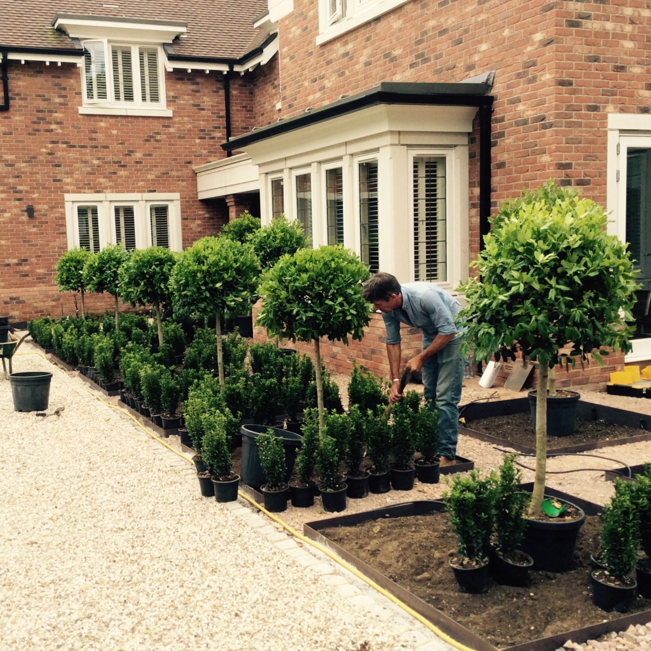 A garden in the making near Finchampstead. It's a formal parterre with pompom holly trees & topiary