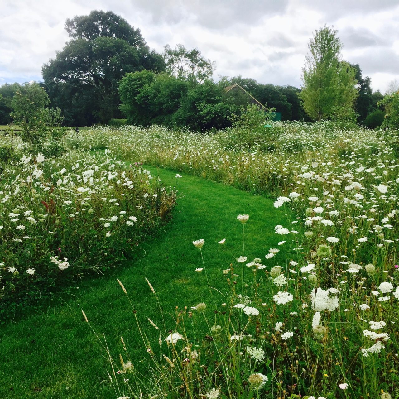 This is a new wild flower meadow with a wide mown path