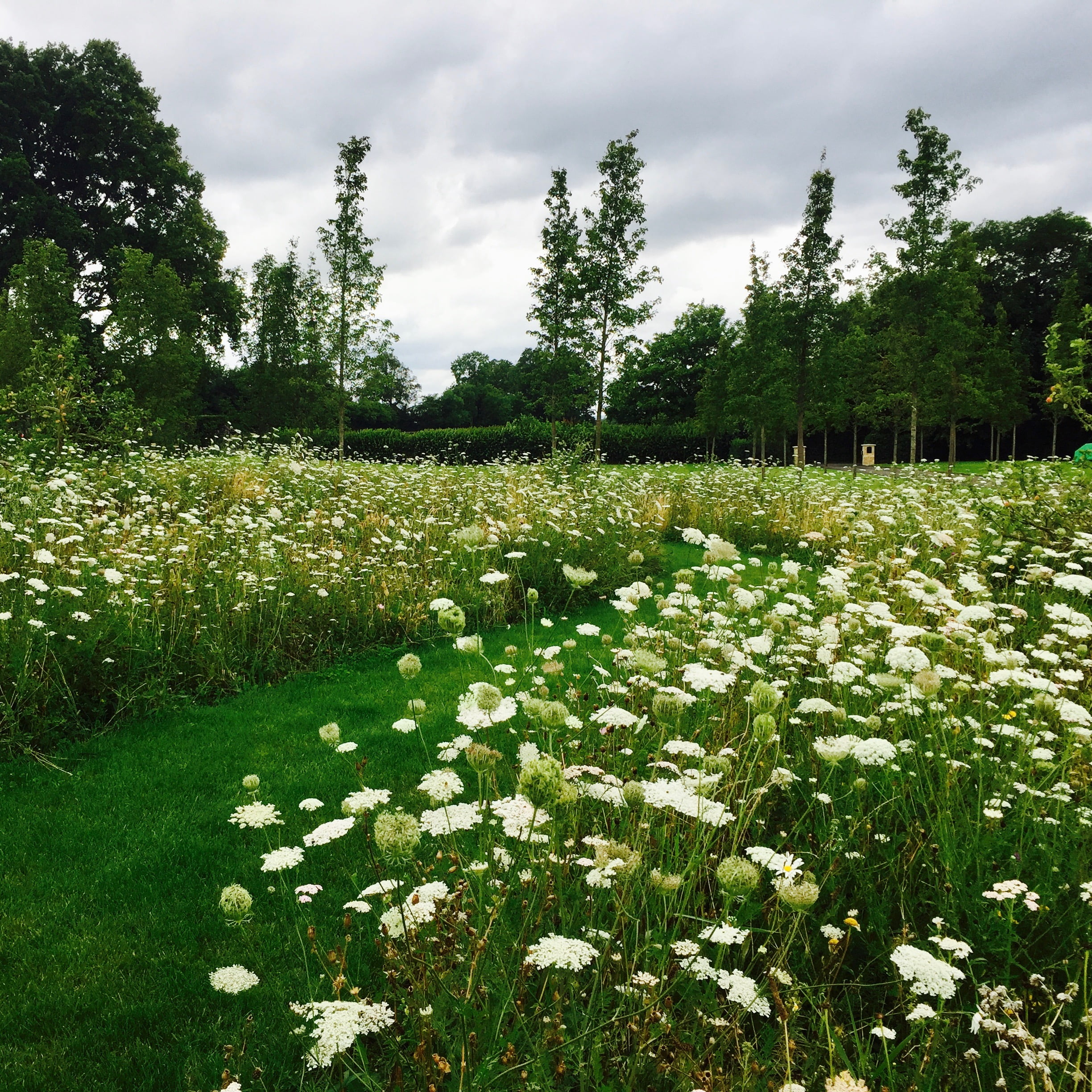 A beatiful wild flower meadow in a scheme by Jo Alderson Design with a wide mown path