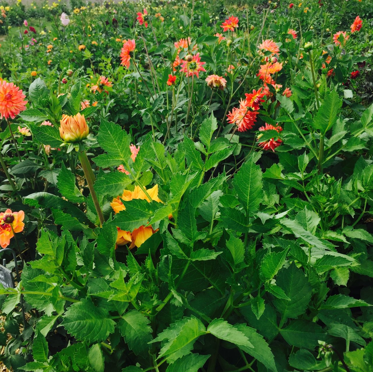 The dahlias at Chateau Bourdaisiere. They have the national collection I believe