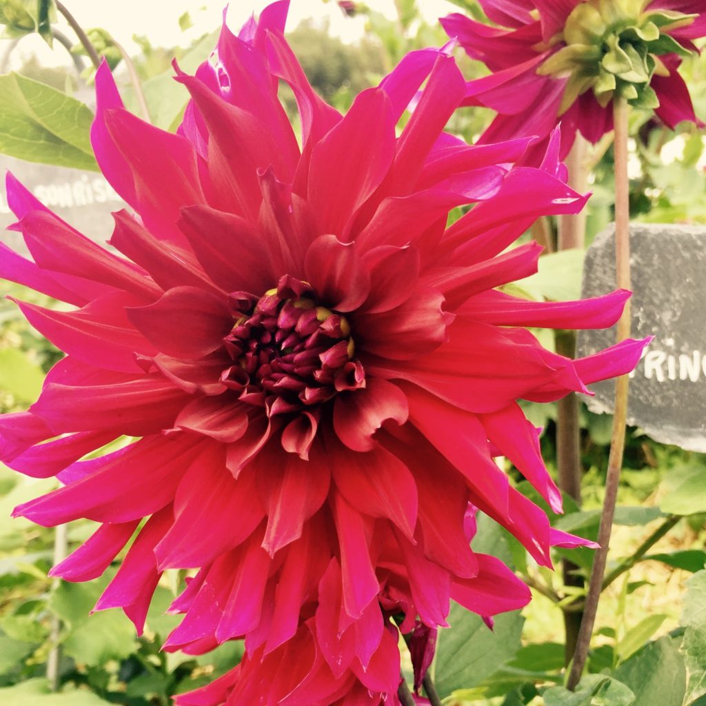 Have a grand day out with these beautiful dahlias