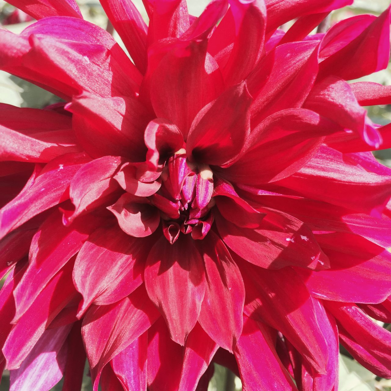 Grand Chateau Bourdaisiere grows these beautiful dahlias