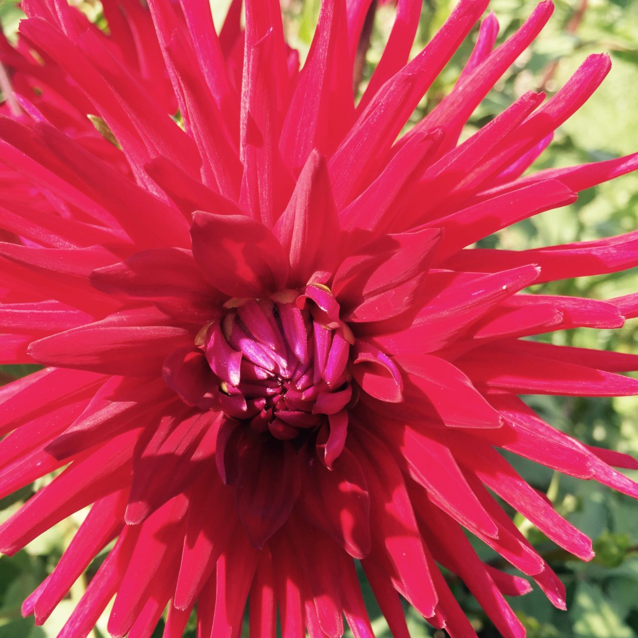 See this collection of dahlias at grand chateau Bourdaisiere
