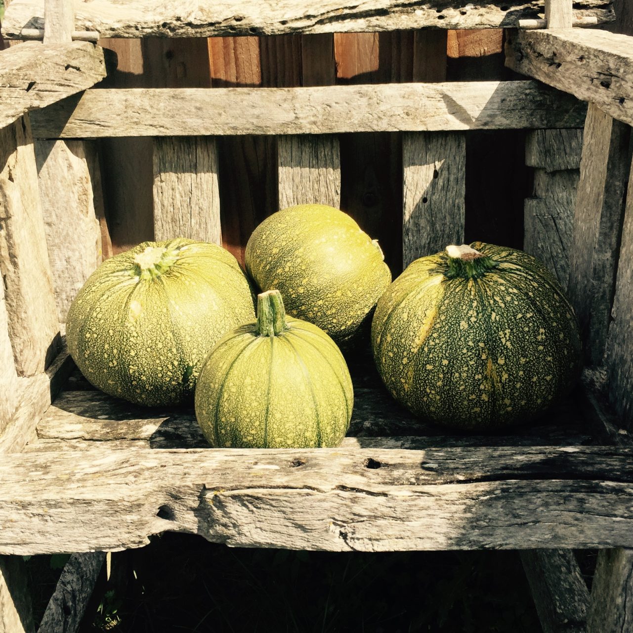 In the kitchen garden at Chateau Bordaisiere