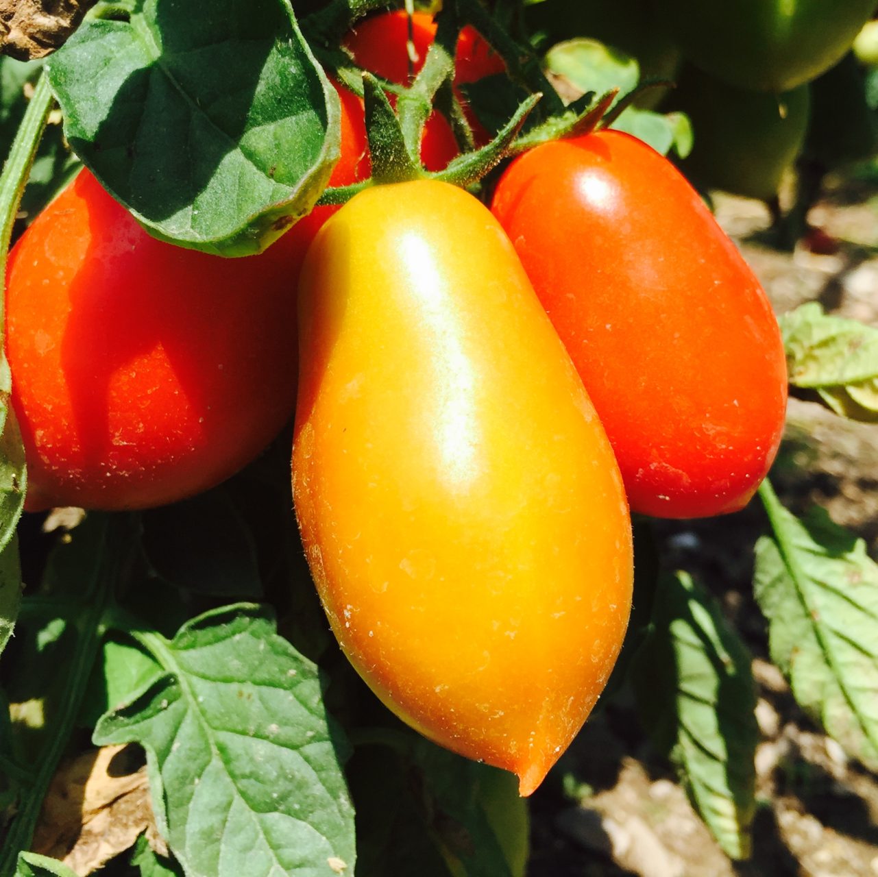 Chateau Bordaisiere has the fantastic tomato collection - this one is Roi Humbert