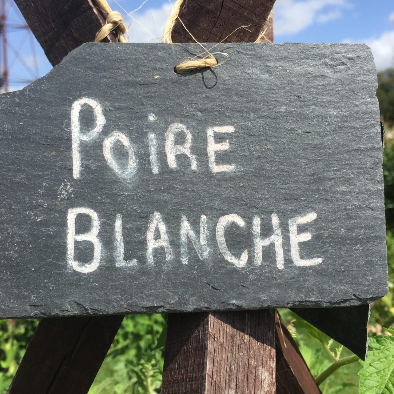 Poire blanche tomato sign in the kitchen garden at Chateau bourdaisiere