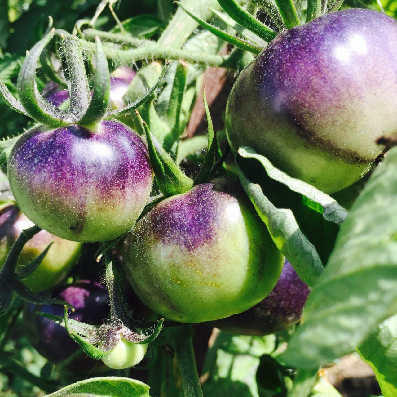 Chateau Bourdaisiere has the fantastic tomato collection - this one is Blue Streaks