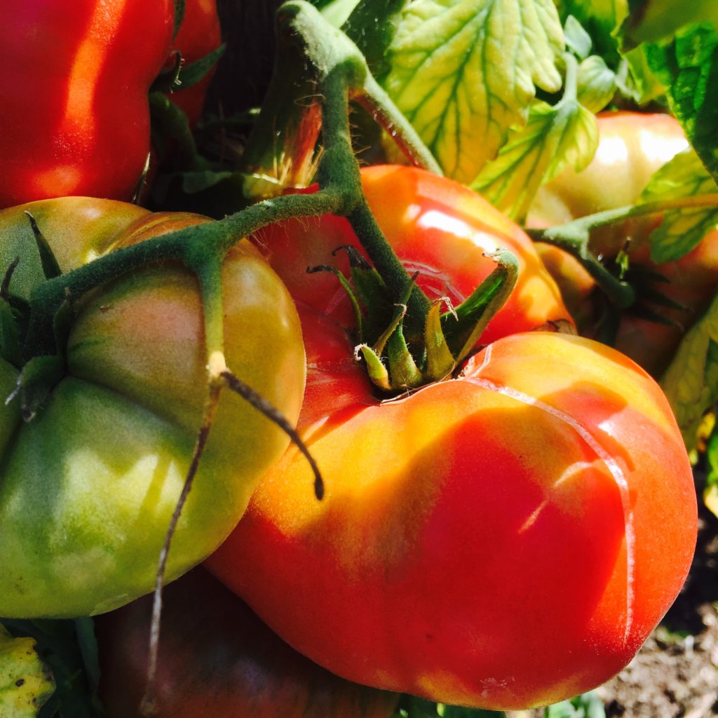 Chateau Bordaisiere has the fantastic tomato collection - this one is German Johnson