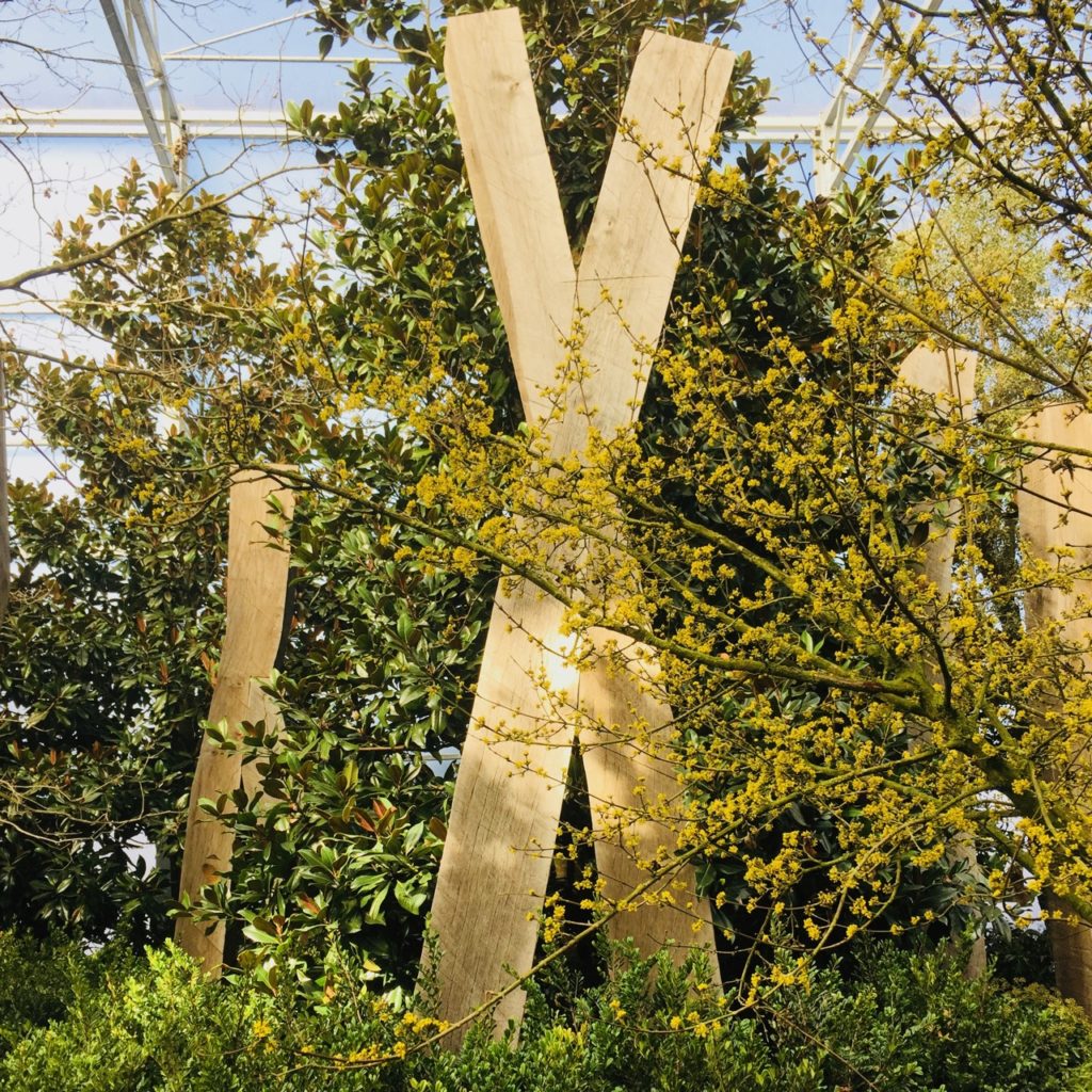 Cornus mas in flower with oak sculptures seen at the Begian nursery where we went tree shopping