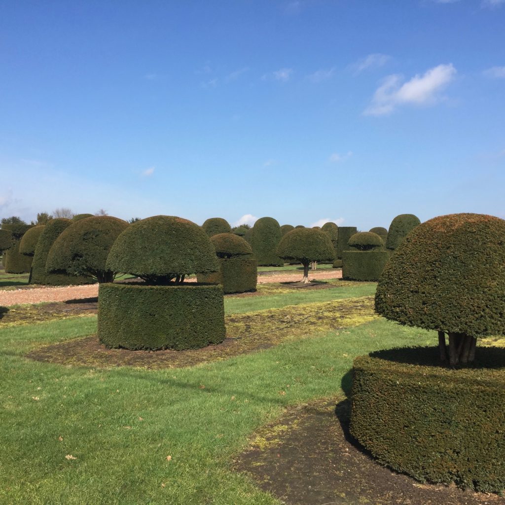 Beautiful yew topiary sourced in Belgium by Jo Alderson Phillips @ bjoanne Alderson Design