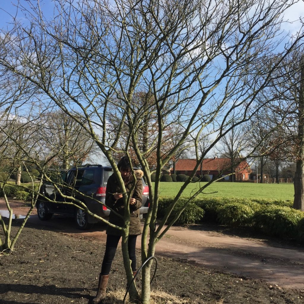 Beautiful & unusual prunus lusitanica multistem tree sourced in my favourite Belgian nursery