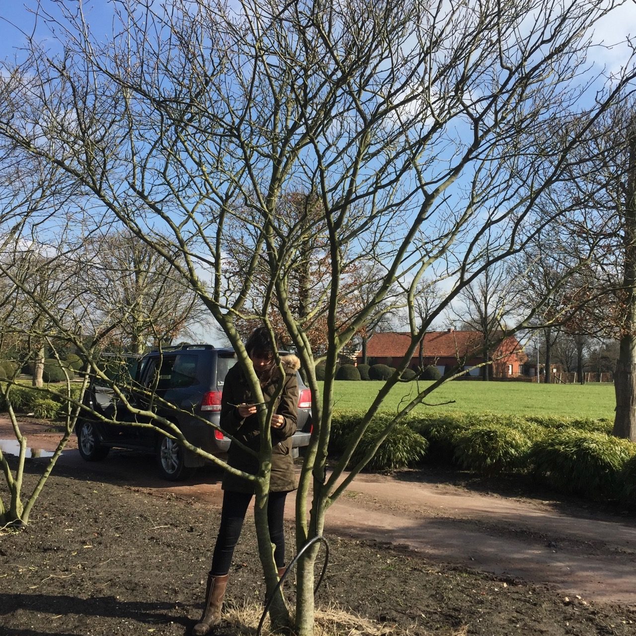 Beautiful & unusual prunus lusitanica multistem tree sourced in my favourite Belgian nursery