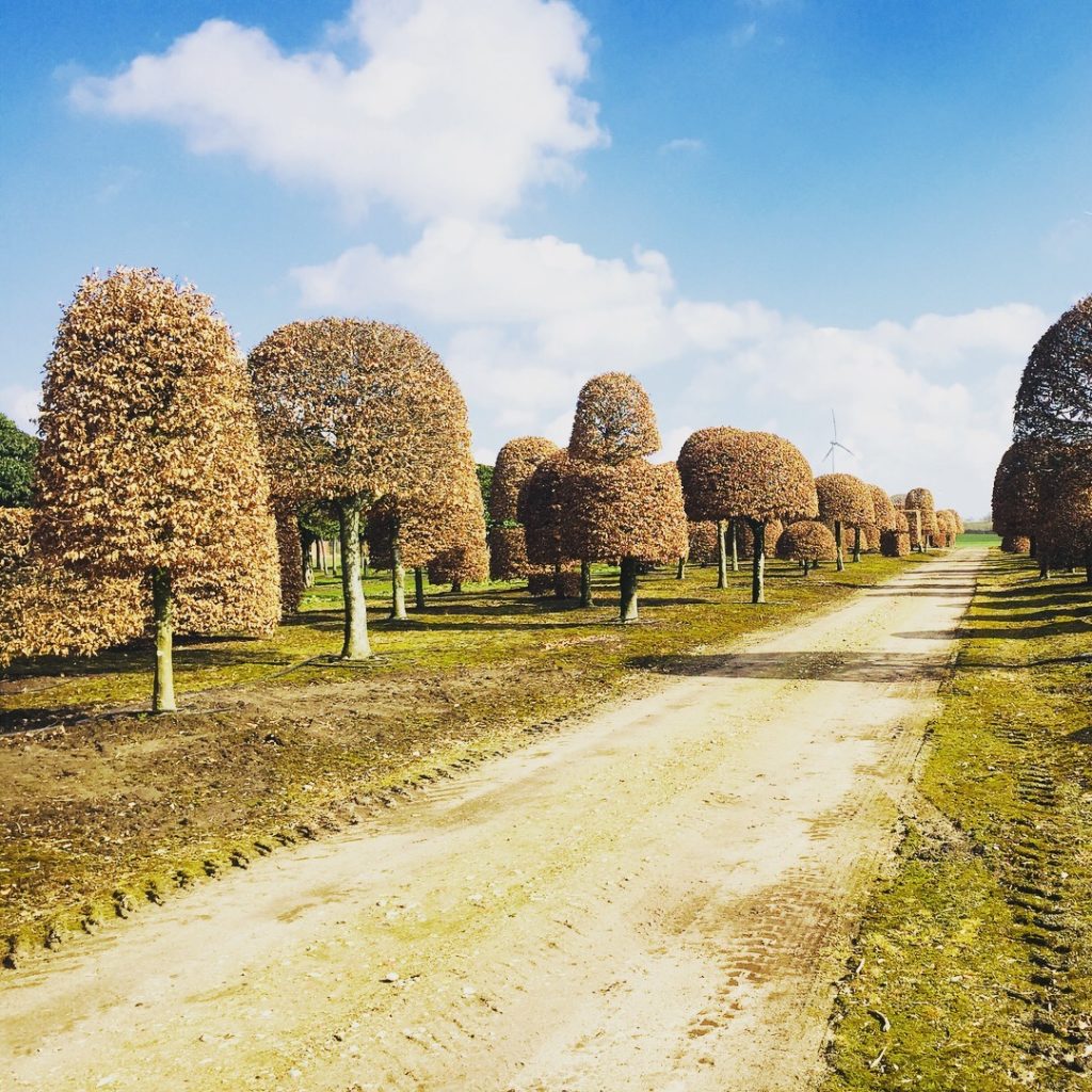 Here's a row of mature beech topiary specimens that we buy in Begium. www.joannealderson.com