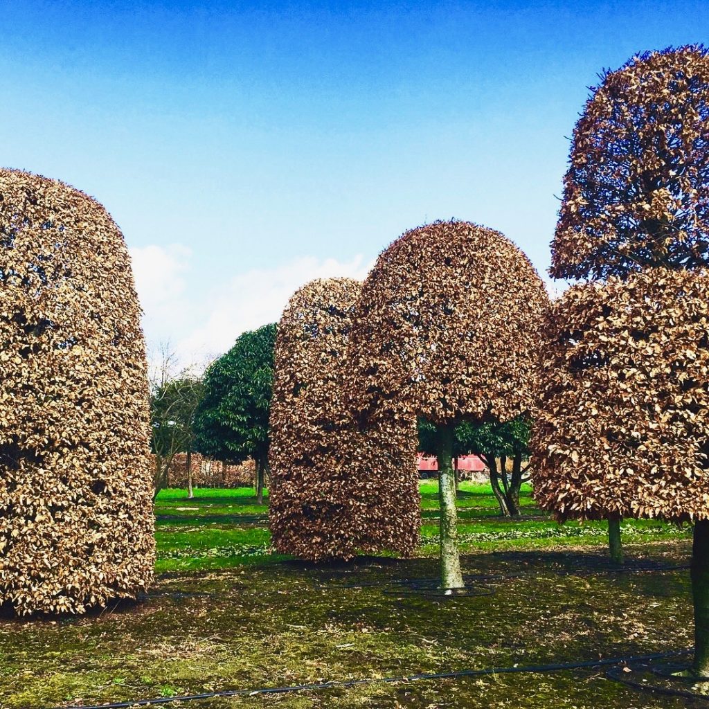 These are mature beech topiary specimens that we buy in Begium. www.joannealderson.com