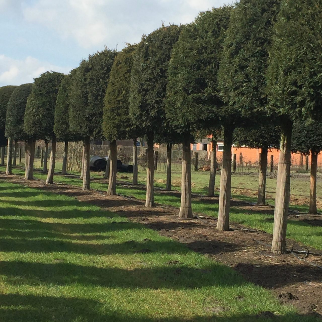 A line of yew domes on stems for Alice in Wonderland style topiary