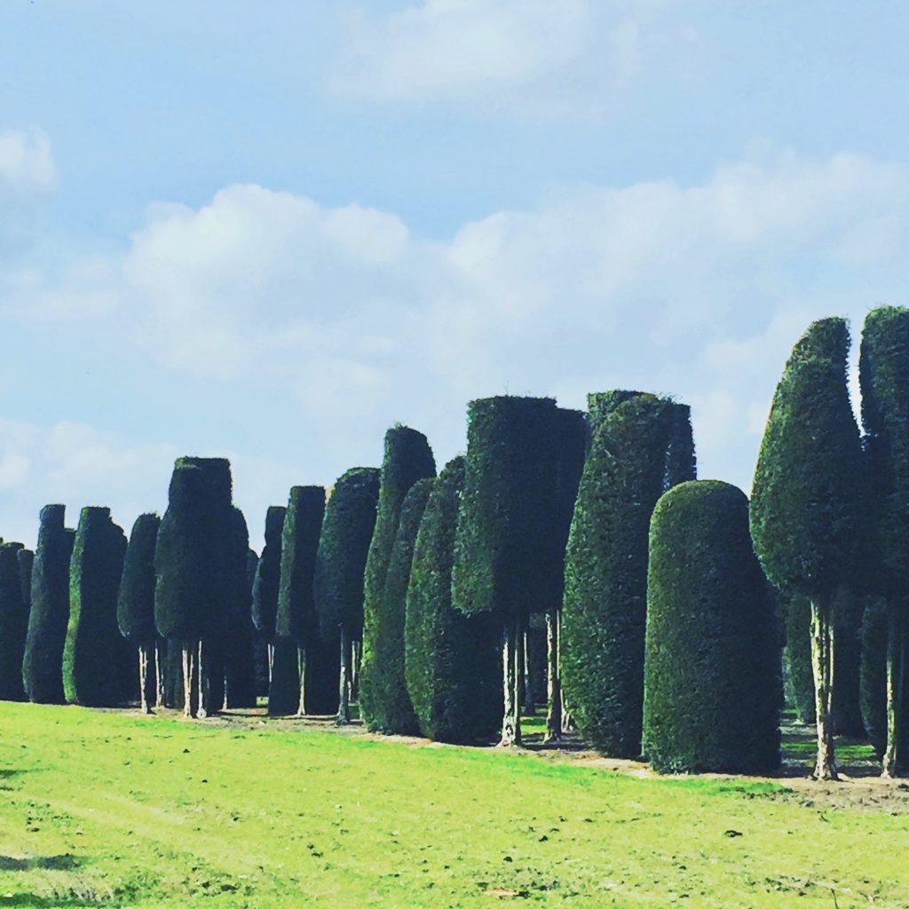 Alice in Wonderland style topiary at the nursery in Belgium. Garden designer Jo Alderson Phillips