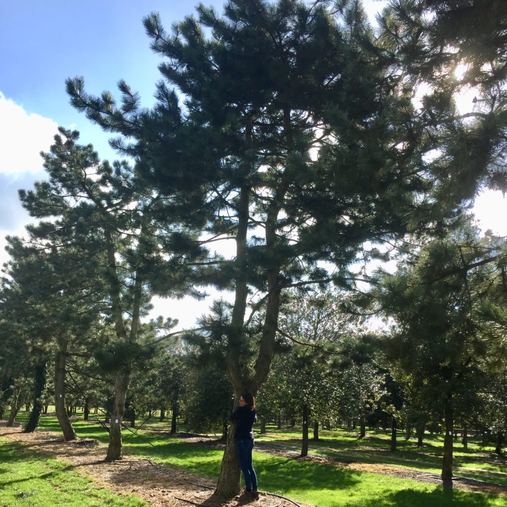 Fabulous large pine for my clients tree shopping in Belgium with me