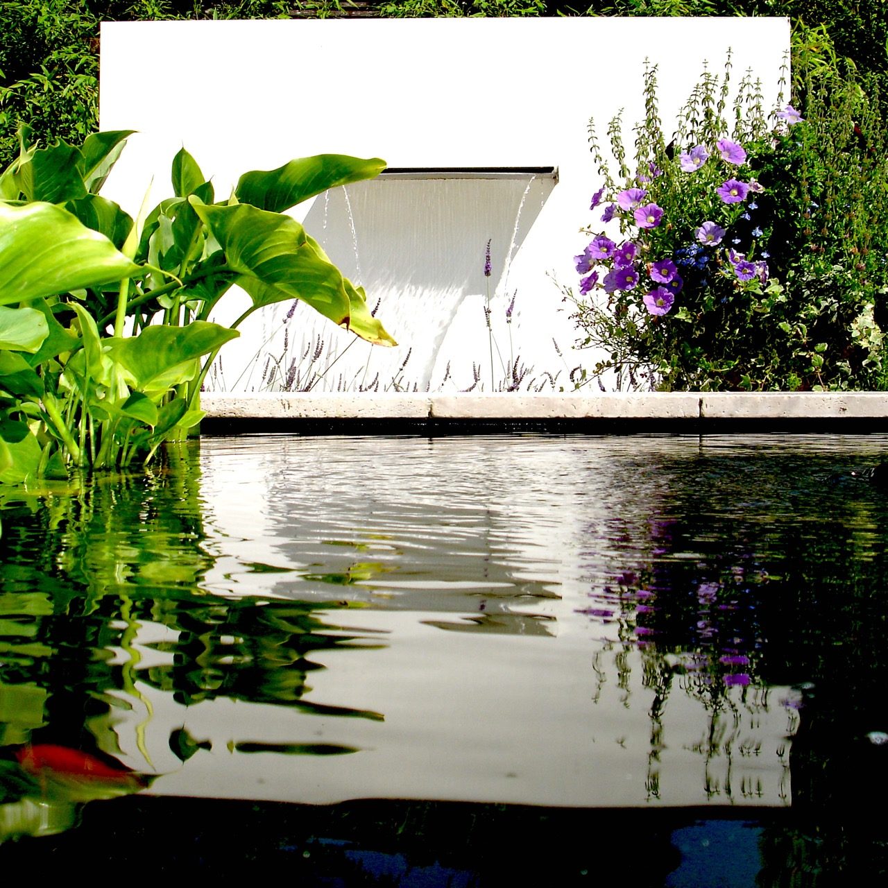 Contemporary garden designed by Jo Alderson Phillips @ Joanne Alderson Design