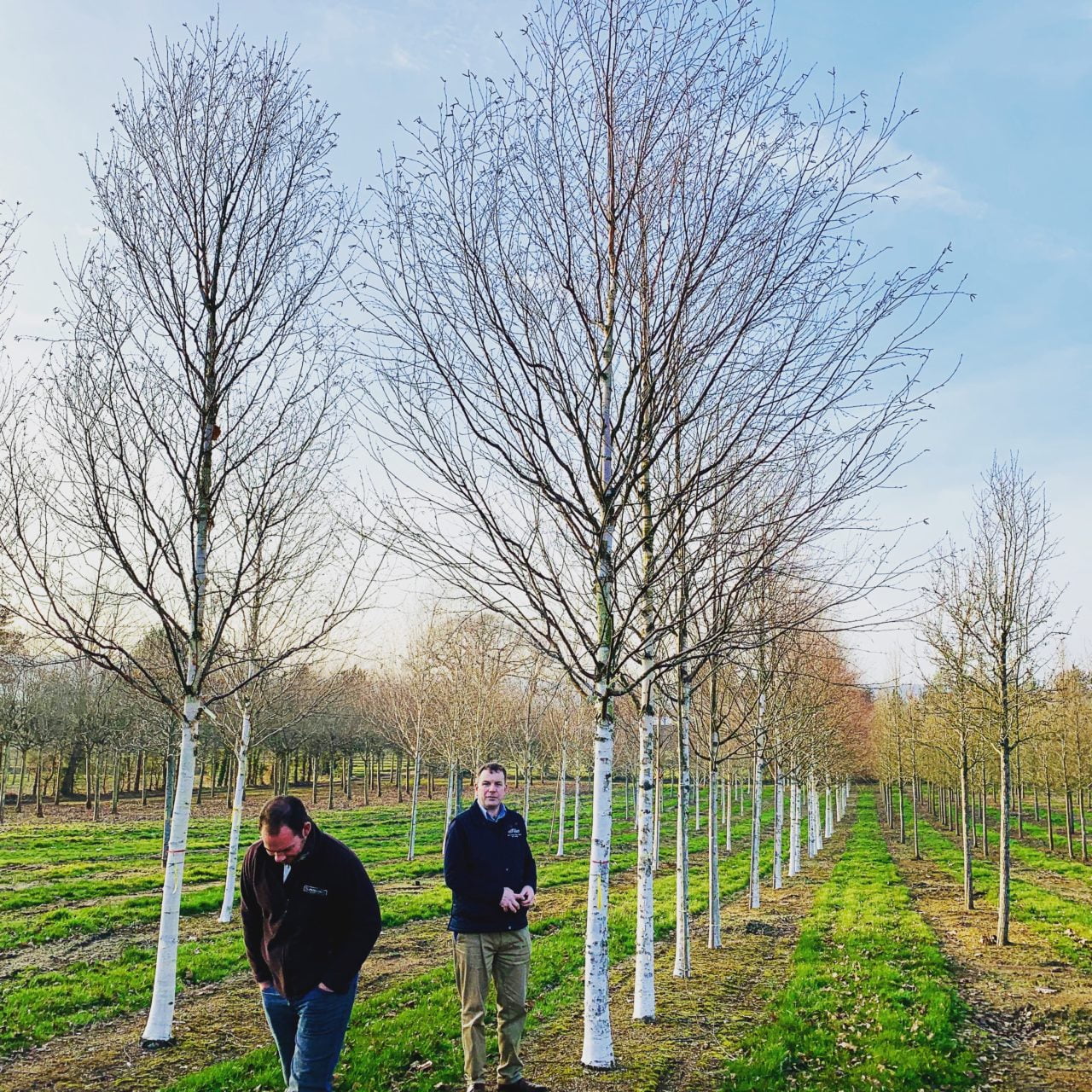 Choosing trees at Hilliers - this time for our own garden
