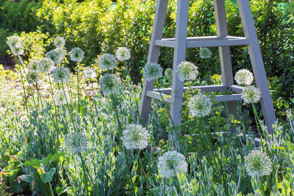 Part of a garden design with alliums by www.joannealderson.com