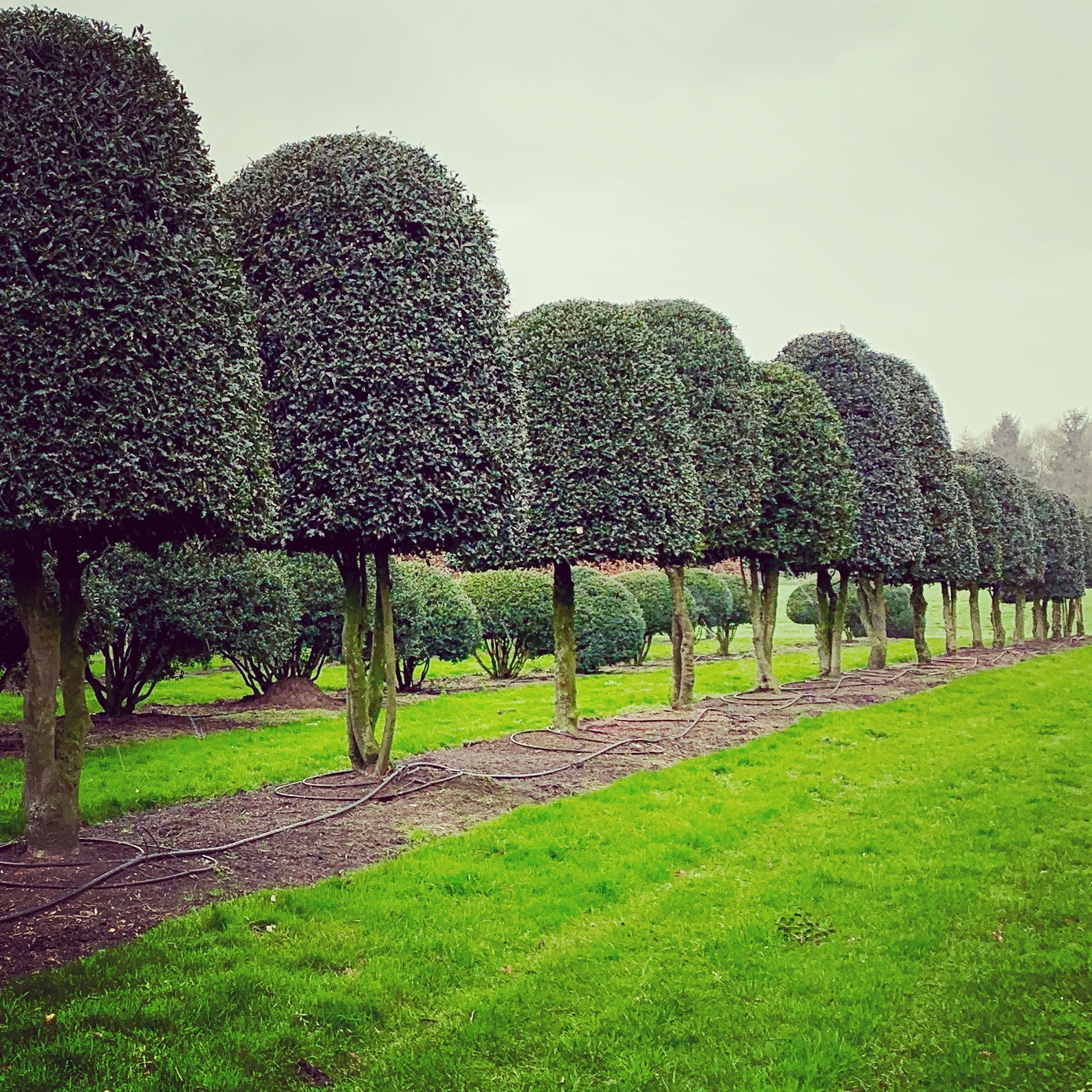 Buying mature topiary specimens for my clients - Jo Alderson Phillips