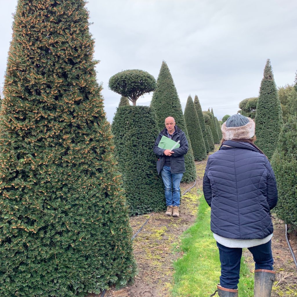 We go to Belgium once a year or so to buy specialist topiary such as this