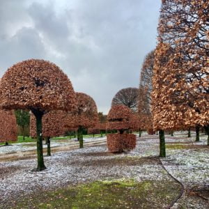 Beech topiary specimens