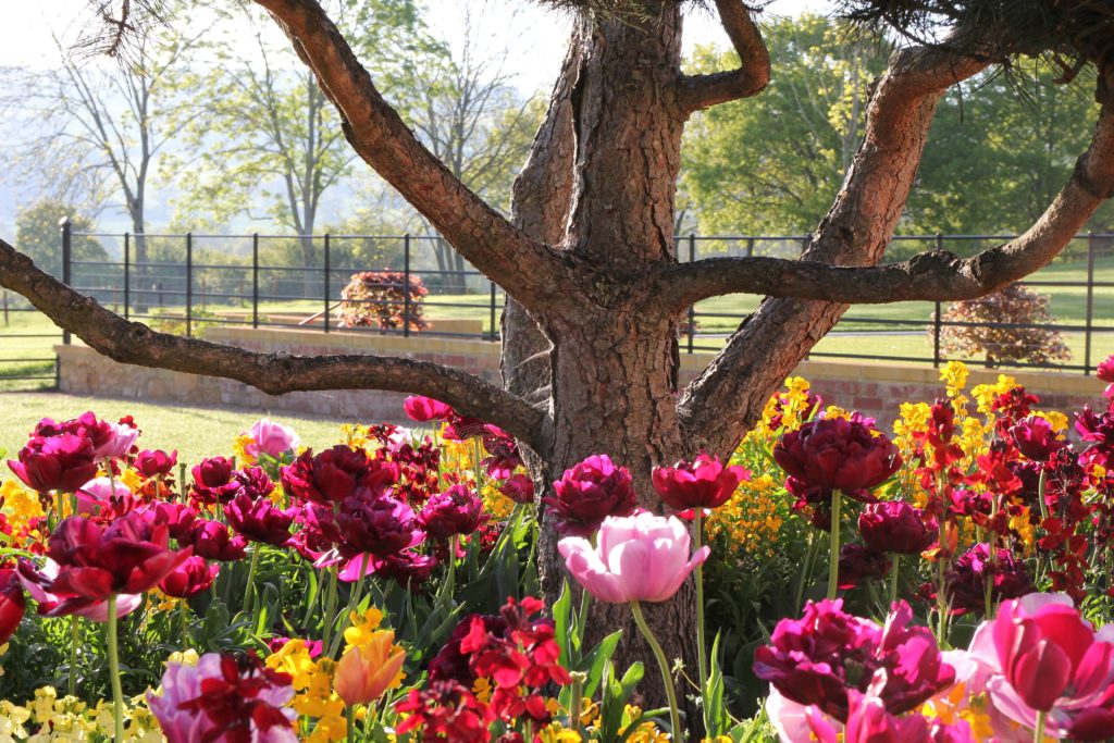 fabulous tulips here underplanting fabulous topiary in this Cotswold garden