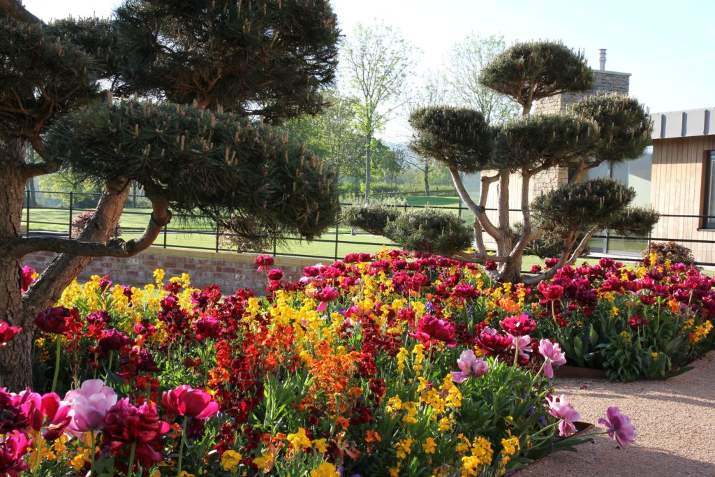 colourful beds here with lots of colourful underplanting for my colour loving clients