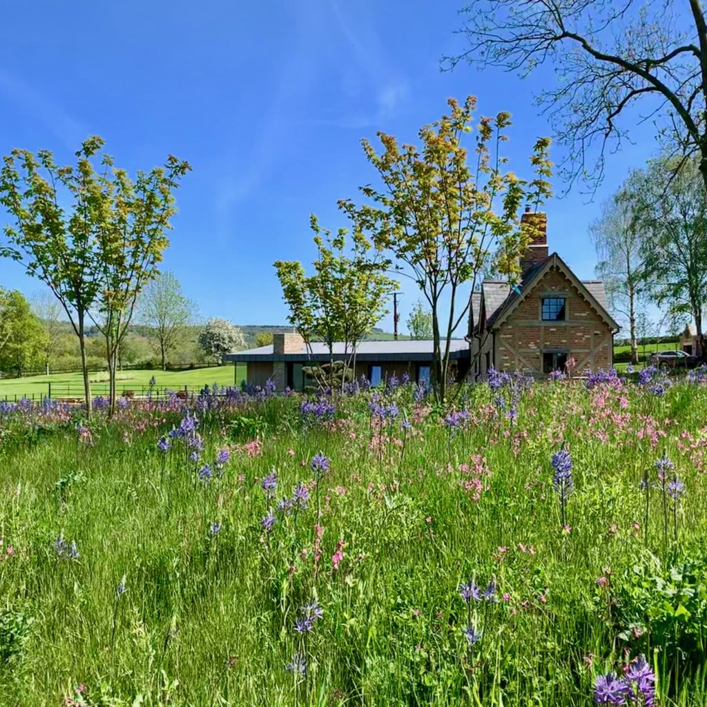 Camassias through a wild flower meadow