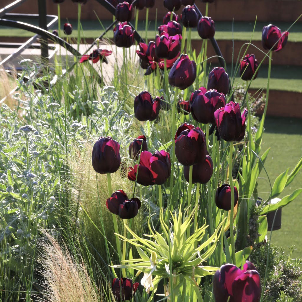 fabulous Queen of the night tulips in this Cotswold scheme