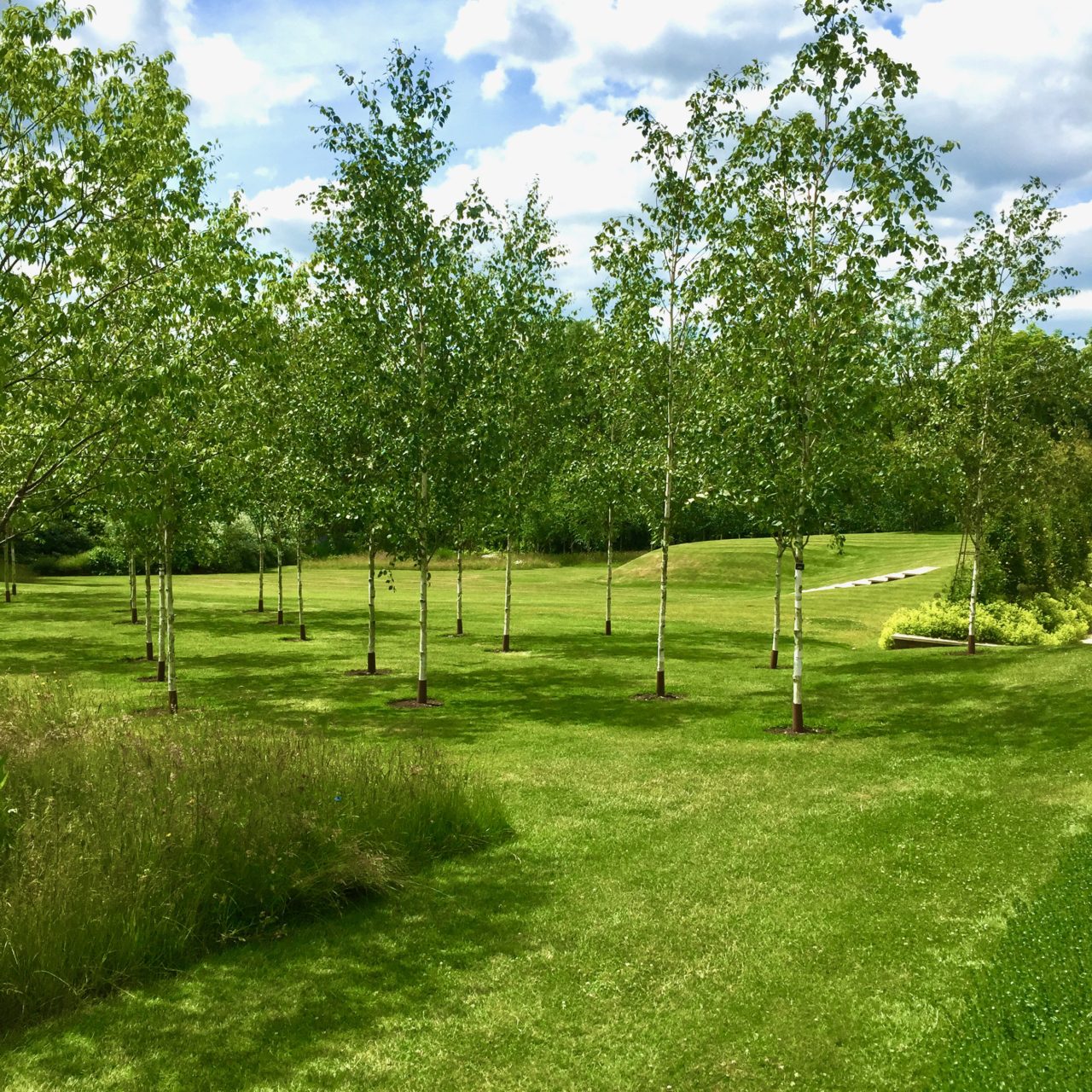 Showing a view across the garden to show the land sculpture beyond the silver birches. www.joannealderson.com