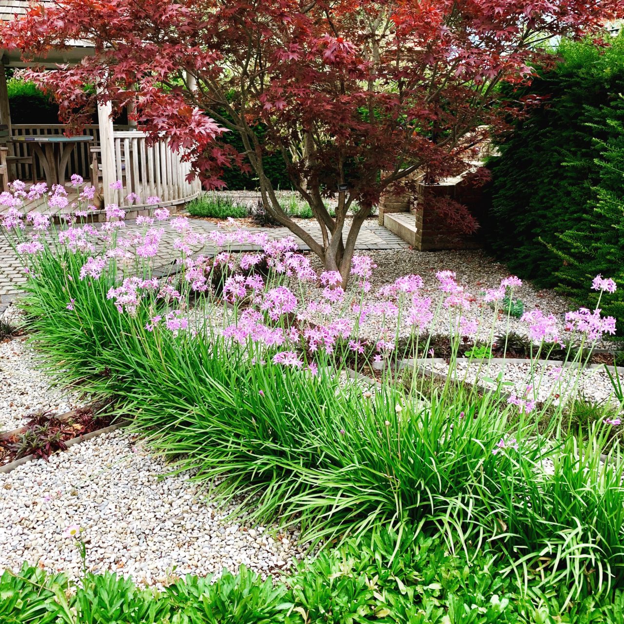 A fun part of the garden with ribbons of planting www.joannealderson.com