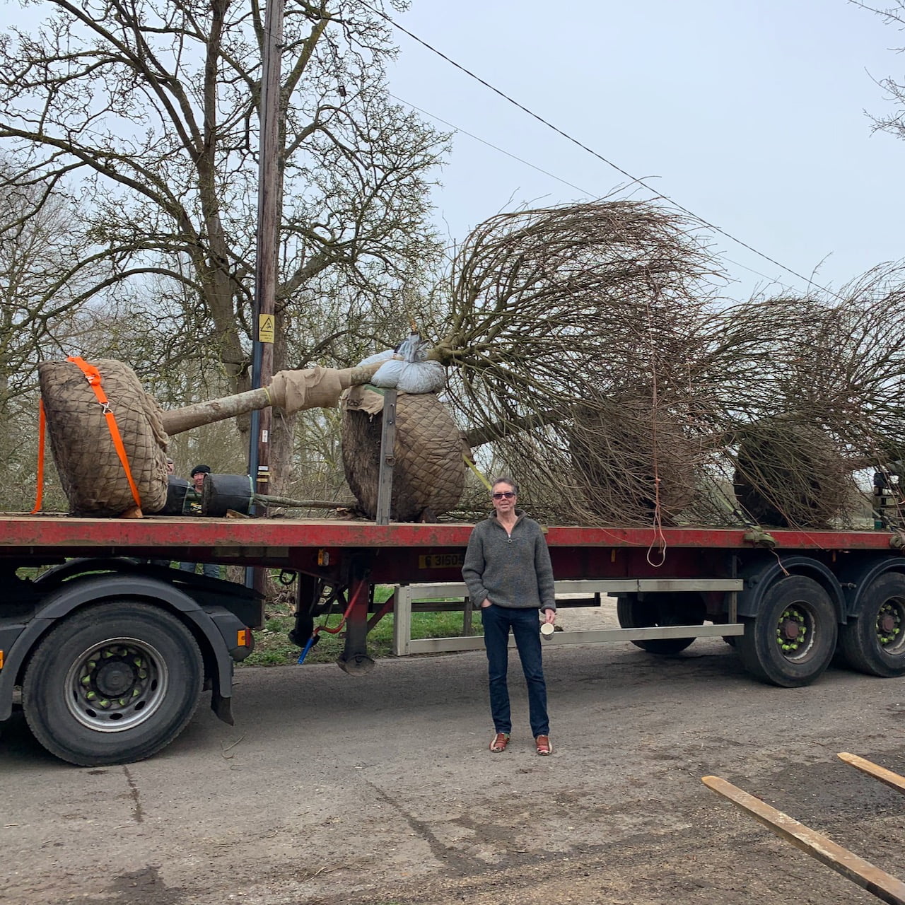 trees on the lorry