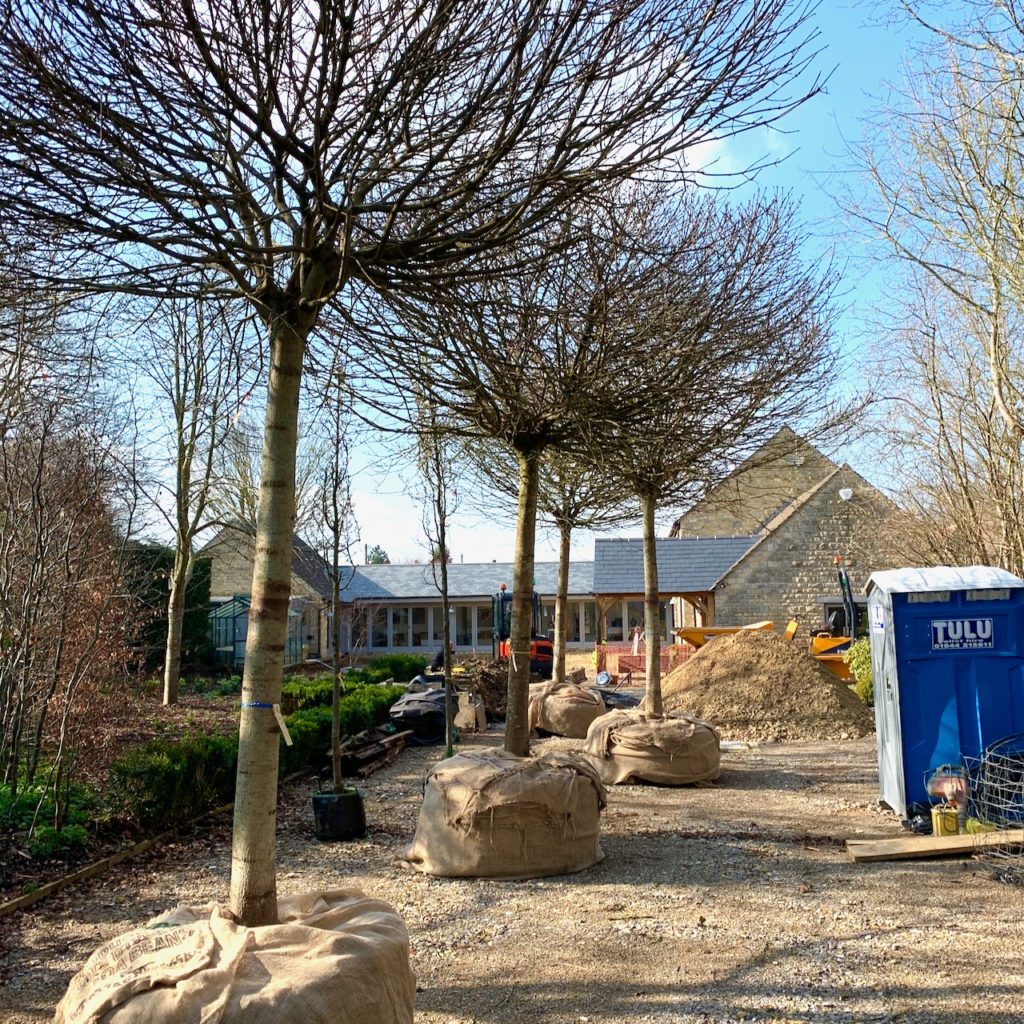 Our 4 magnificent Acer globosum trees on site