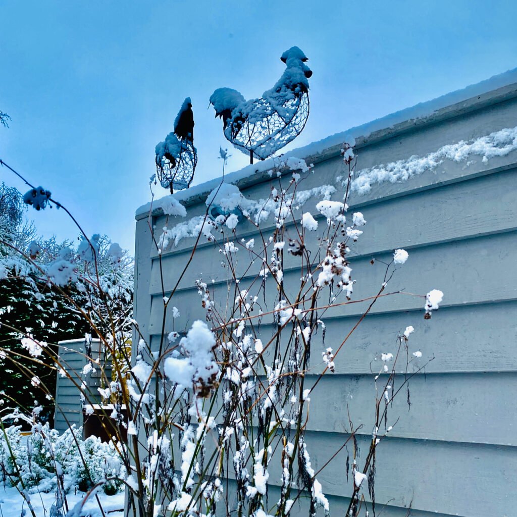 snowy wire cockerel & pal sitting on the fence in our garden designed by Jo Alderson Phillips