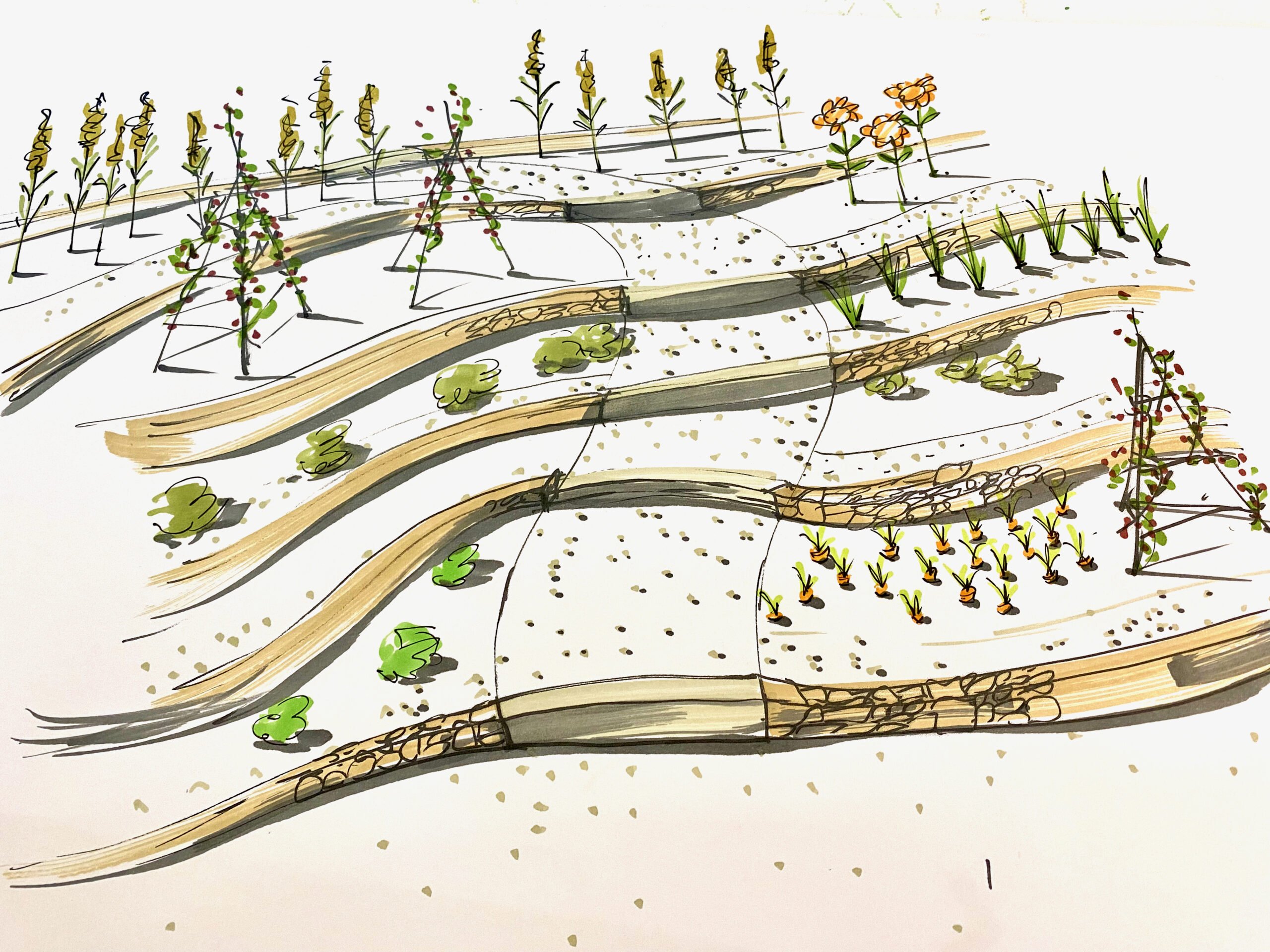 sketch for a scheme in Bath by Jo Alderson Phillips showing terracing down a steep garden. This area is the kitchen garden www.joannealderson.com