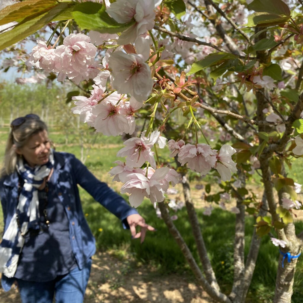 Jo Alderson Phillips selecting multistemmed cherry trees at #Hilliers