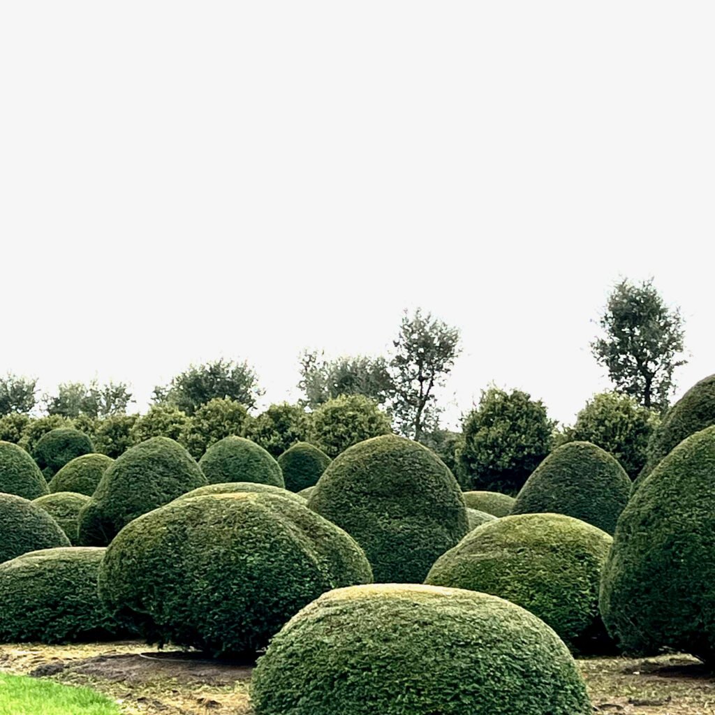 topiary domes in Antwerp
