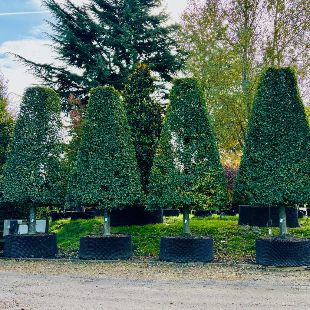 Buying mature trees & topiary @ fabulous trade nurseries - Jo Alderson ...