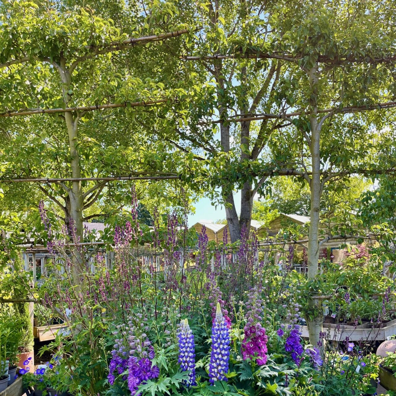 espaliers at Burford garden centre