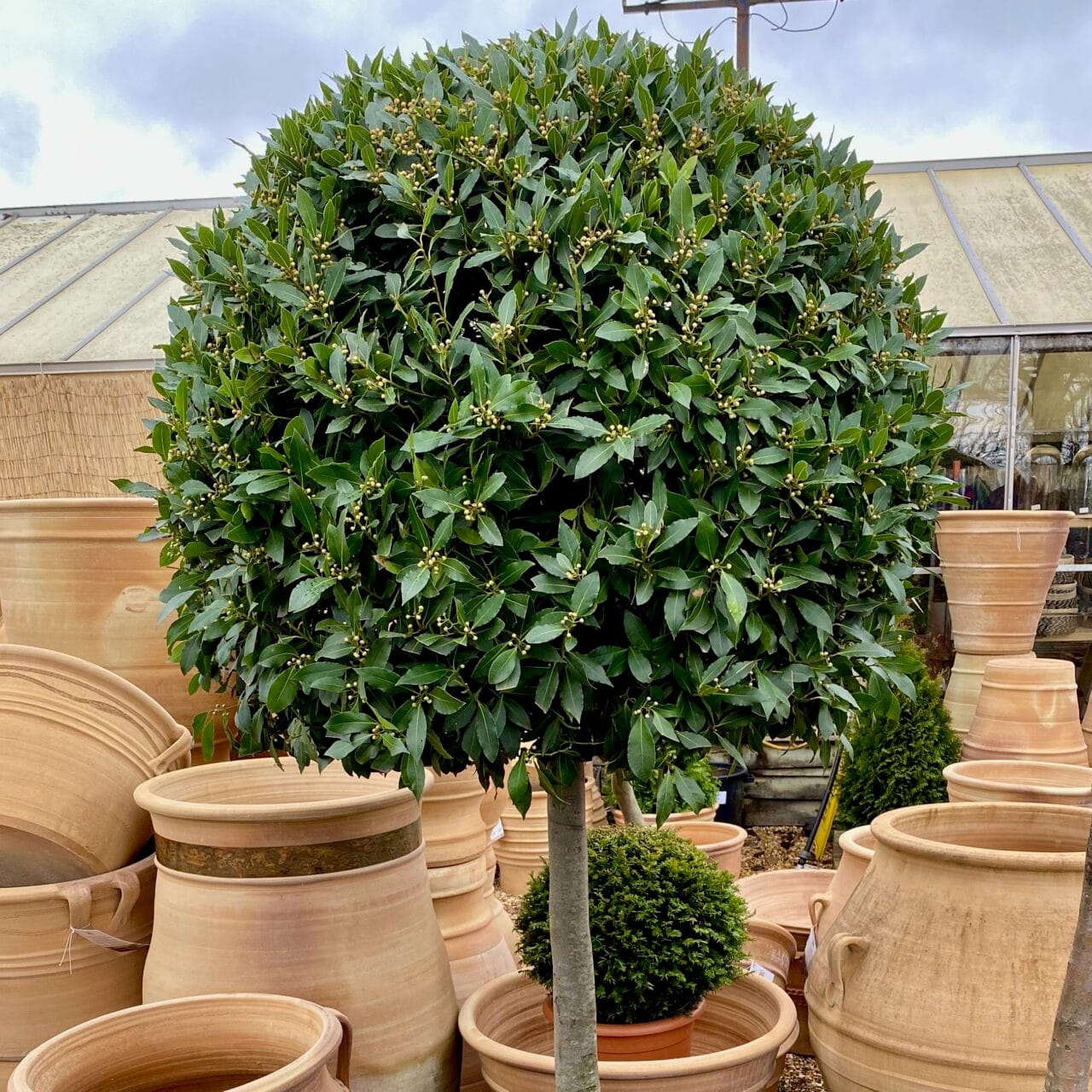 Bay trees at Burford garden centre
