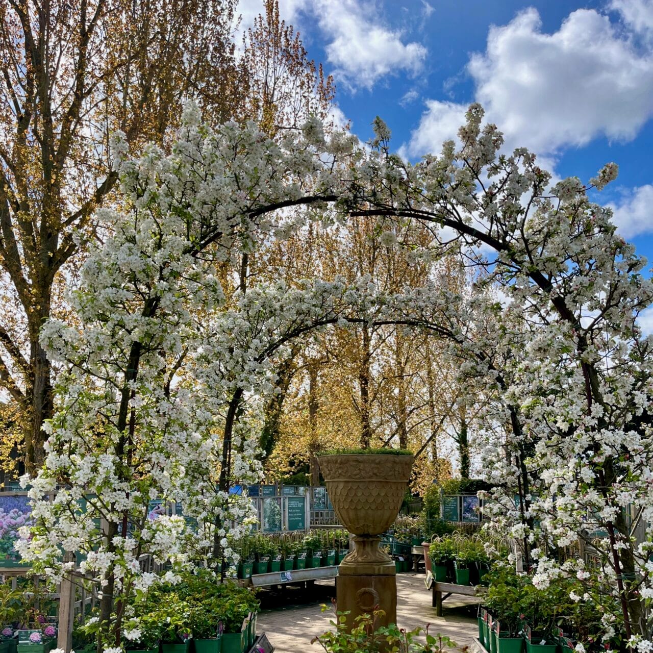 Spring flowering at Burford - posh garden centre